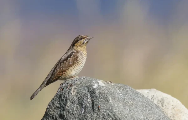 eurasian-wryneck-28jynx-torquilla29-1